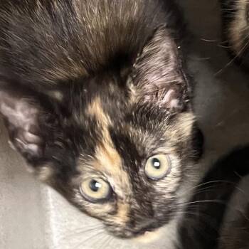 Brownies -  Domestic Short Hair Cat for Adoption in Philadelphia, Pennsylvania - Brownies | PetCurious