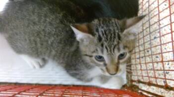 BERYLL -  Domestic Short Hair Cat Available for Adoption in Doral, Florida - BERYLL | PetCurious
