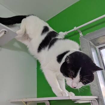 Clarabelle -  Domestic Short Hair Cat for Adoption in Morden, Manitoba - Clarabelle | PetCurious