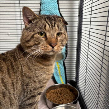 Rescue Domestic Short Hair Cats for Adoption in Dallas, Texas - Louie | PetCurious