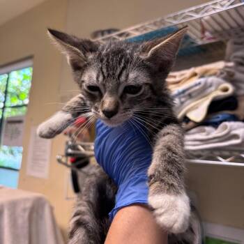Malibu -  Domestic Short Hair Cat for Adoption in Pasadena, California - Malibu | PetCurious