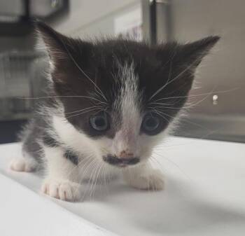 Pen 6 Miles -  Domestic Short Hair Cat for Adoption in Lawrenceville, Georgia - Pen 6 Miles | PetCurious