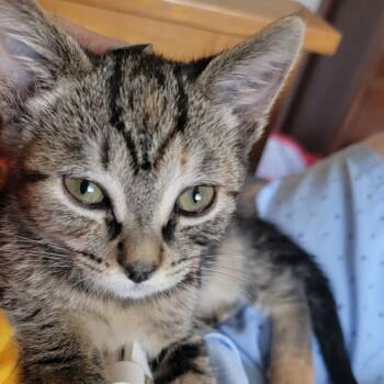 Angel -  Domestic Short Hair Cat for Adoption in Santa Rosa, California - Angel | PetCurious