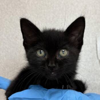 The Hash Slinging Slasher -  Domestic Short Hair Cat for Adoption in San Antonio, Texas - The Hash Slinging Slasher | PetCurious