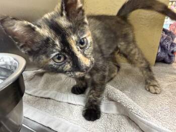 CINNAMON BUN -  Domestic Short Hair Cat for Adoption in Brentwood, Missouri - CINNAMON BUN | PetCurious