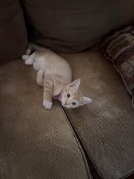 Monica ( EE) -  Tabby Cat for Adoption in Napa, California - Monica ( EE) | PetCurious