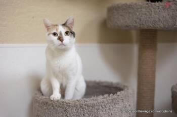 Rescue Calico and Oriental Short Hair Cats for Adoption in Parlier, California - Shirley | PetCurious
