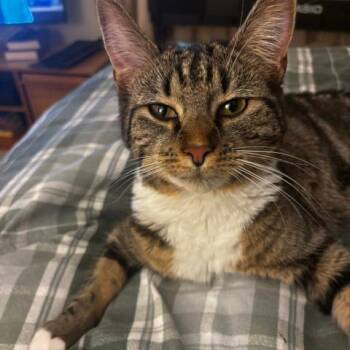 Fudge -  Domestic Short Hair Cat for Adoption in Wakefield, Massachusetts - Fudge | PetCurious