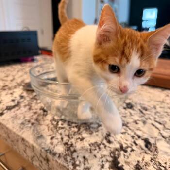 Tramp Storesund -  Domestic Short Hair Cat for Adoption in Eagle Mountain, Utah - Tramp Storesund | PetCurious