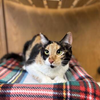 Cholula -  Domestic Short Hair Cat for Adoption in Fargo, North Dakota - Cholula | PetCurious