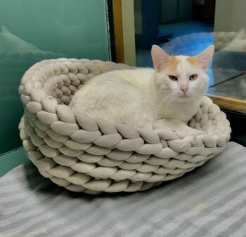 Domestic Short Hair Cats Available for Adoption in Suffolk, Virginia - Rigatoni | PetCurious