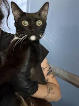 AITANA -  Domestic Short Hair Cat for Adoption in San Bernardino, California - AITANA | PetCurious