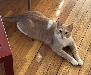 Rescue Domestic Short Hair Cats for Adoption in Tucson, Arizona - Cirilla | PetCurious