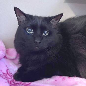 Button -  Domestic Long Hair Cat for Adoption in Providence, Rhode Island - Button | PetCurious