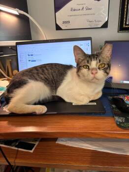 Buttercup -  American Shorthair Cat for Adoption in Lincoln Park, New Jersey - Buttercup | PetCurious