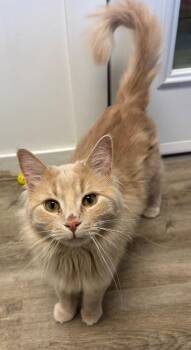Domestic Long Hair Cats Available for Adoption in Winnipeg, Manitoba - Dandy Sunnie | PetCurious