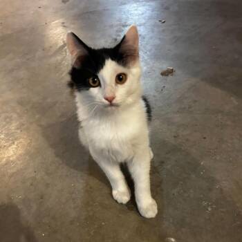 Oreo Hughes -  Domestic Medium Hair Cat for Adoption in Eagle Mountain, Utah - Oreo Hughes | PetCurious