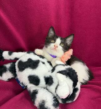 Kamari -  Domestic Short Hair Cat for Adoption in Tavares, Florida - Kamari | PetCurious