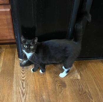 Domestic Short Hair Cats Available for Adoption - Terrie | PetCurious