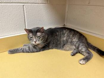 Domestic Short Hair Cats Available for Adoption in Colorado Springs, Colorado - BETTY | PetCurious