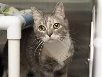 Domestic Short Hair Cats Available for Adoption in Phoenix, Arizona - GLORY | PetCurious