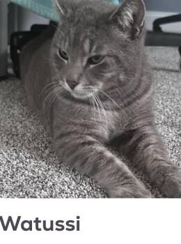 Watussi -  Domestic Short Hair Cat for Adoption in Washington Township, New Jersey - Watussi | PetCurious