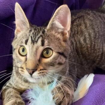 Rescue Domestic Medium Hair Cats for Adoption in Kansas City, Missouri - Guac | PetCurious