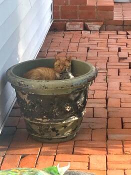 Sunny and Red - Bonded Ferals Need Safe Place - Foster or Adopt -  Tabby Cat for Adoption in Metairie, Louisiana - Sunny And Red - Bonded Ferals Need Safe Place - Foster Or Adopt | PetCurious