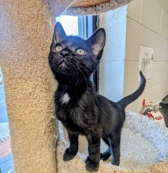 Gengar -  American Shorthair Cat for Adoption in Mt. Juliet, Tennessee - Gengar | PetCurious
