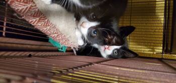 Rescue Domestic Short Hair Cats for Adoption in Jefferson, New Jersey - Kittens- Male & Female | PetCurious