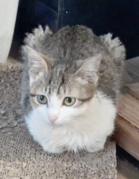Domestic Short Hair Cats Available for Adoption in Hartsville, South Carolina - Madonna | PetCurious