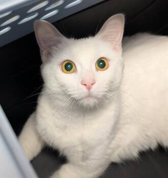 Domestic Short Hair Cats Available for Adoption in Canfield, Ohio - MAGNOLIA | PetCurious