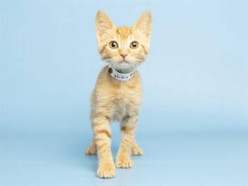 LC -  Domestic Short Hair Cat for Adoption in Phoenix, Arizona - LC | PetCurious