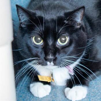 BAGUETTE -  Domestic Short Hair Cat for Adoption in St. Louis, Missouri - BAGUETTE | PetCurious
