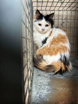 Domestic Medium Hair and Domestic Short Hair Cats Available for Adoption - Stick Bug | PetCurious