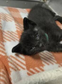 Elm -  Domestic Short Hair Cat for Adoption in Roseville, California - Elm | PetCurious