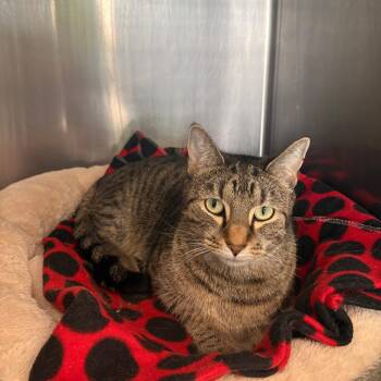 Fergus -  Domestic Short Hair and Mixed Breed Cat for Adoption in Brockton, Massachusetts - Fergus | PetCurious