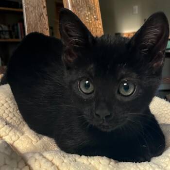 Batman -  Domestic Short Hair Cat for Adoption in Tulsa, Oklahoma - Batman | PetCurious