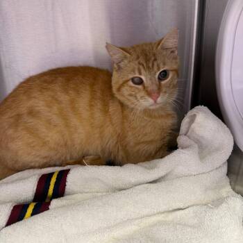 Domestic Short Hair Cats Available for Adoption - Mel | PetCurious