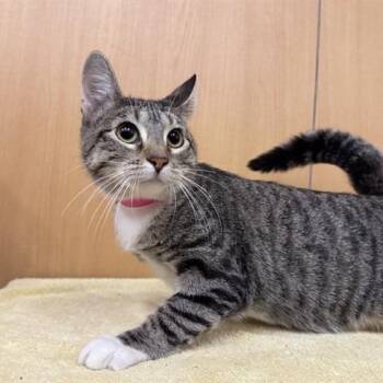 Foxie -  Domestic Medium Hair Cat for Adoption in Brentwood, Missouri - Foxie | PetCurious