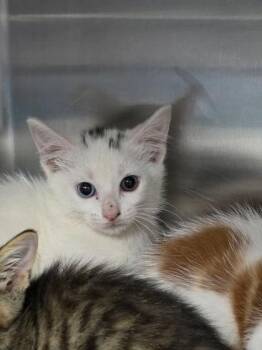 Gouda -  Turkish Van and Domestic Short Hair Cat for Adoption in Houston, Texas - Gouda | PetCurious