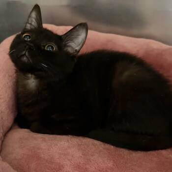 Domestic Short Hair Cats Available for Adoption - Elliot | PetCurious