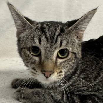 Lolly -  Domestic Short Hair Cat for Adoption in Auburn, Nebraska - Lolly | PetCurious