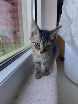 A-Frame -  Domestic Short Hair Cat for Adoption in Columbus, Indiana - A-Frame | PetCurious