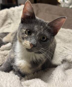 Robin -  Domestic Short Hair Cat for Adoption in Davis, California - Robin | PetCurious
