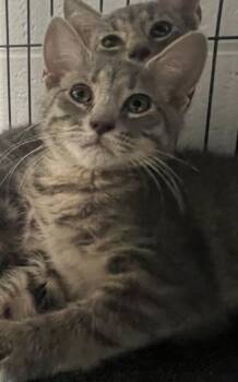 Banana -  Domestic Short Hair Cat for Adoption in Marion, Ohio - Banana | PetCurious