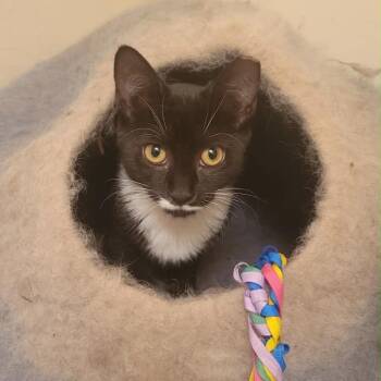 Ruby -  Domestic Short Hair Cat for Adoption in Calverton, Maryland - Ruby | PetCurious