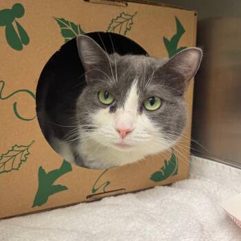 Ash -  Domestic Short Hair Cat for Adoption in Fairport, New York - Ash | PetCurious