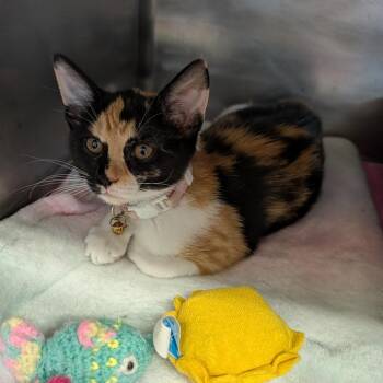 Berry -  Domestic Short Hair Cat for Adoption in Cape Girardeau, Missouri - Berry | PetCurious