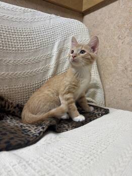 Sunny -  Domestic Short Hair Cat for Adoption in Oswego, Illinois - Sunny | PetCurious